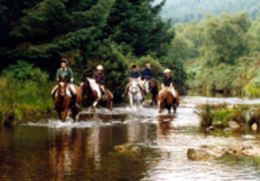River Lodge Accomodation Виклоу Экстерьер фото